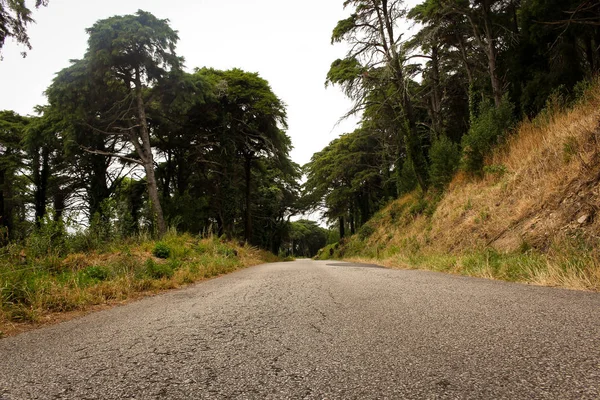 Une Route Milieu Forêt Sintra — Photo