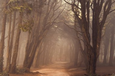 Sintra ormanının mistik sisi