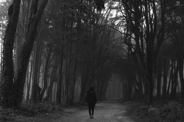 Mystical Fog Sintra Forest — Stock Photo, Image