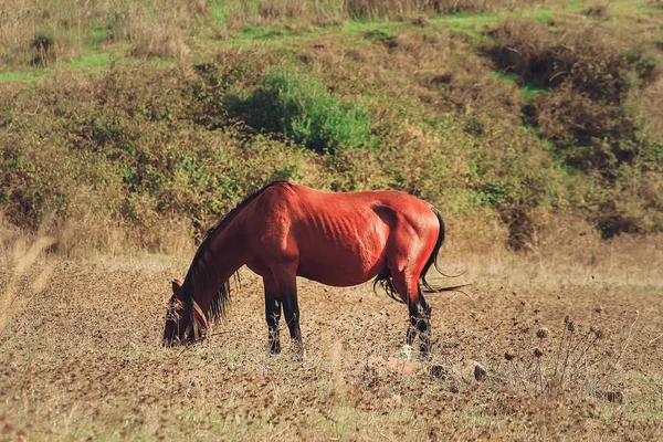 Prachtig Portret Van Een Paard Portugal Sintra — Stockfoto
