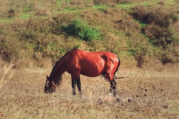 Hermoso Retrato Caballo Portugal Sintra — Foto de Stock