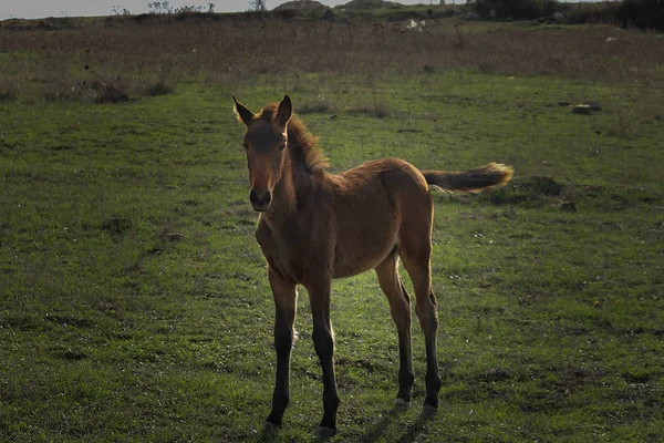 Beau Portrait Cheval Portugais Sintra — Photo