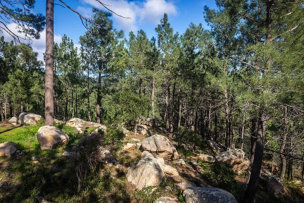 Hermoso Bosque Color Marrón Sintra Portugal — Foto de Stock