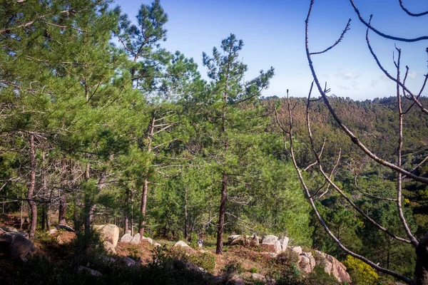 Hermoso Bosque Color Marrón Sintra Portugal — Foto de Stock