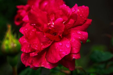 Bush bir bahçede su damla kırmızı gül