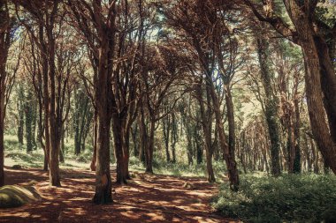 Güzel kahverengi ormanlık, Sintra, Portekiz