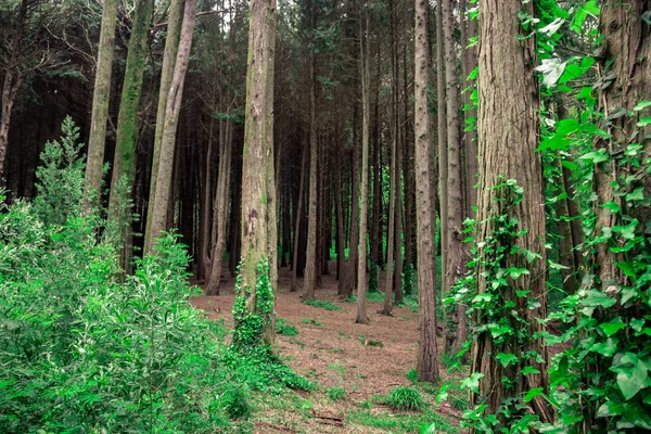 Güzel kahverengi ormanlık, Sintra, Portekiz
