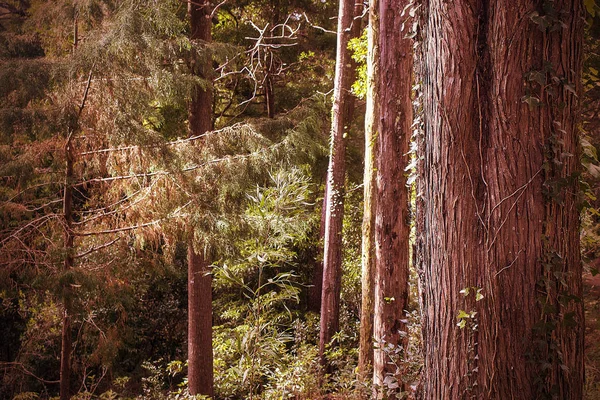 美しい茶色の森 シントラ ポルトガル — ストック写真