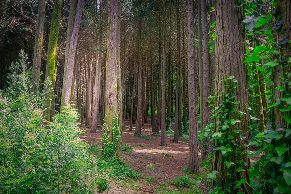 Hermoso Bosque Color Marrón Sintra Portugal —  Fotos de Stock