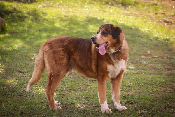 Όμορφο Πορτρέτο Ενός Crossbreed Σκύλου Portugal — Φωτογραφία Αρχείου