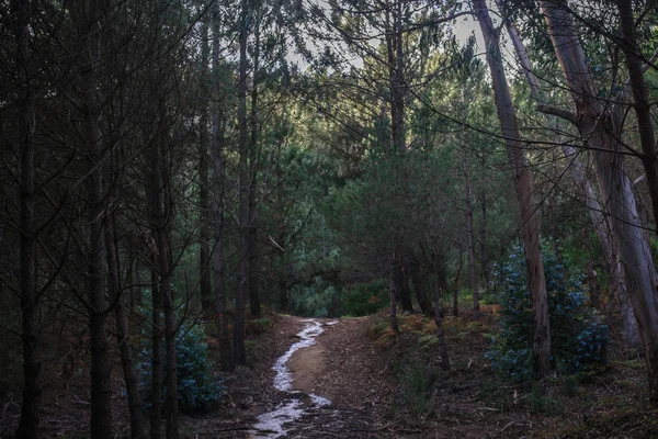 Güzel kahverengi ormanlık, Sintra, Portekiz