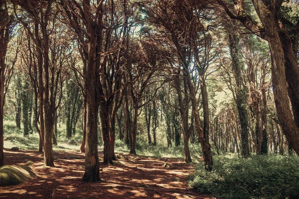 Bella Foresta Colore Marrone Sintra Portogallo — Foto Stock