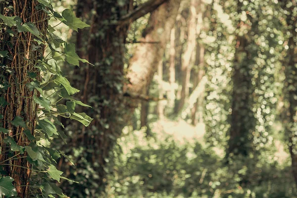 Hermoso Bosque Color Marrón Sintra Portugal — Foto de Stock