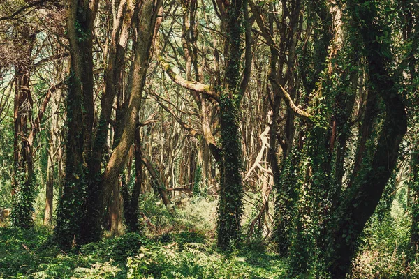 Hermoso Bosque Color Marrón Sintra Portugal — Foto de Stock
