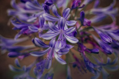 Yakın çekim bir çiçek çayır, bahar