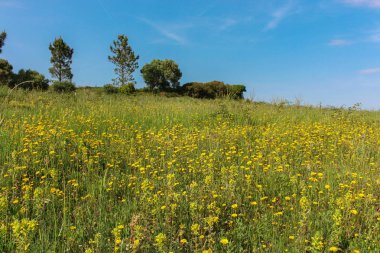 Pisao çiftliği, Sintra, Portekiz, sarı çiçek çayır