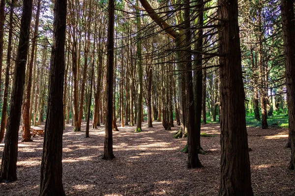 Bella Foresta Colore Marrone Sintra Portogallo — Foto Stock