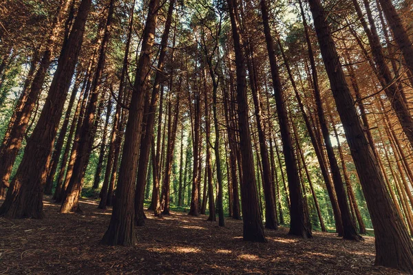 Güzel kahverengi ormanlık, Sintra, Portekiz