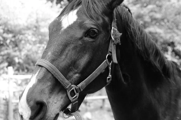 Prachtig Portret Van Een Paard Portugal Sintra — Stockfoto