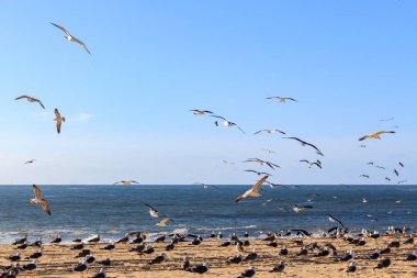 Deniz manzarası ile Nazare beach adlı uçan martılar