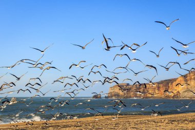 Deniz manzarası ile Nazare beach adlı uçan martılar