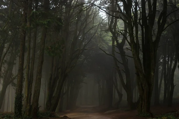 Brouillard Mystique Forêt Sintra — Photo