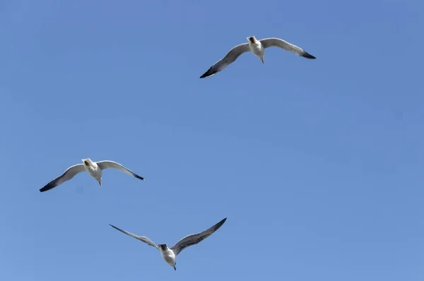 Seekor Burung Camar Terbang Atas Laut — Stok Foto