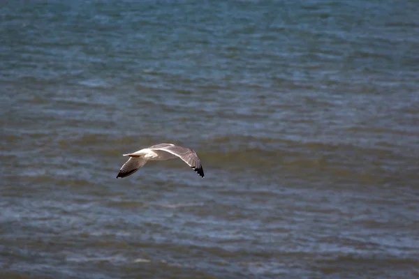 Una Gaviota Volando Sobre Mar —  Fotos de Stock