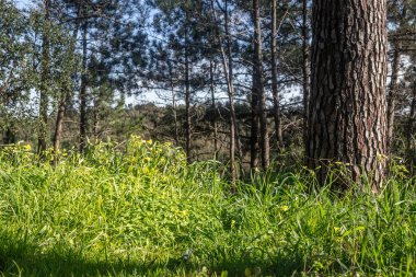 Güzel yeşil renkli park, Sintra, Portekiz