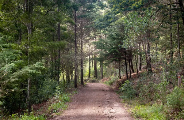 Hermoso Bosque Color Verde Sintra Portugal — Foto de Stock