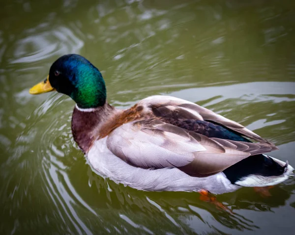 Maschio Anatra Selvatica Nuotare Lago — Foto Stock