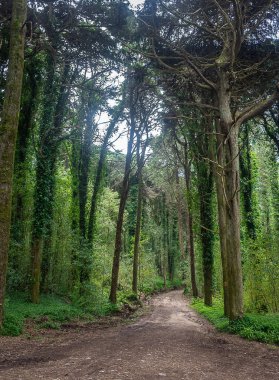 Güzel yeşil renkli woodland, Sintra, Portekiz