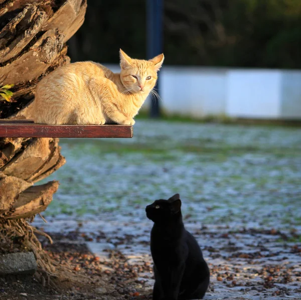 Kediler Aşk Güzel Bir Çift — Stok fotoğraf