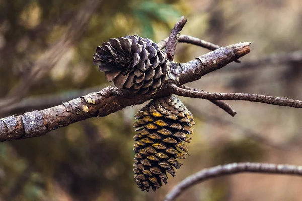 Branch of Pine Tree with  Pine Cones, Sintra forest, Portugal