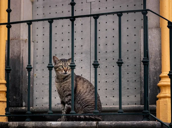 Красивая Кошка Улице Любовь — стоковое фото