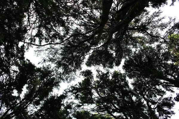 Vista Angolo Basso Degli Alberi Nella Foresta Sintra Portogallo — Foto Stock