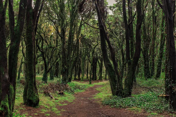 Bella Foresta Colore Verde Sintra Portogallo — Foto Stock