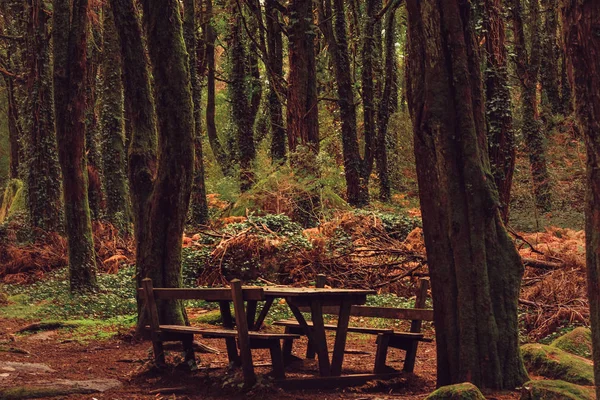 Schöne Braun Gefärbte Wälder Sintra Portugal — Stockfoto