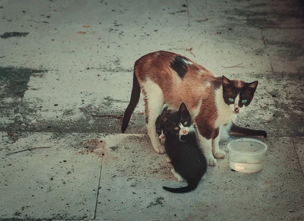 Egy Szép Család Ból Macskák Városban Lisszabon Portugália — Stock Fotó