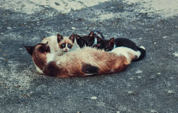 Eine Schöne Katzenfamilie Der Stadt Lisbon Portugal — Stockfoto