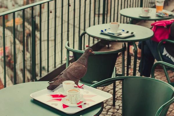 테이블 리스본 포르투갈에서 비둘기 — 스톡 사진