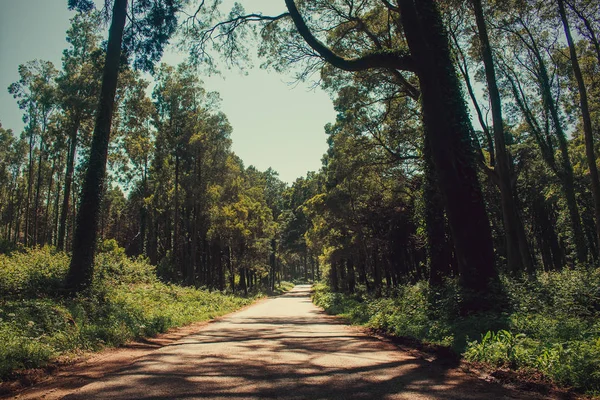 Hermoso Bosque Color Verde Sintra Portugal Peninha — Foto de Stock