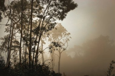 Sintra ormanının mistik sisi