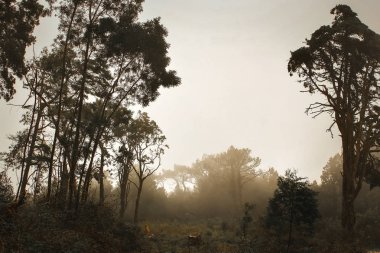 Sintra ormanının mistik sisi