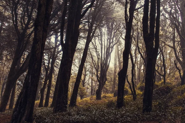 Niebla Mística Del Bosque Sintra — Foto de Stock