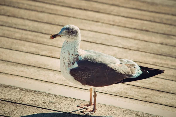 Mouette Debout Sur Fleuve Coucher Soleil Lisbonne Portugal — Photo