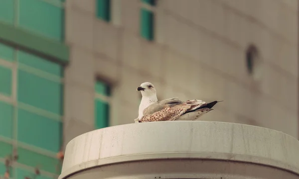 Fachada Dos Edifícios Parque Das Nações Lisboa Uma Gaivota Descansando — Fotografia de Stock