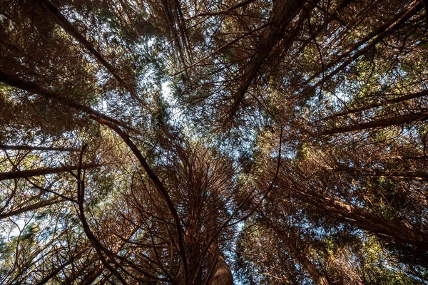 Bella Foresta Colore Verde Sintra Portogallo Vista Basso Angolo — Foto Stock