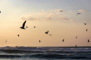 Bir sürü deniz, Sintra, Portekiz uçan martılar