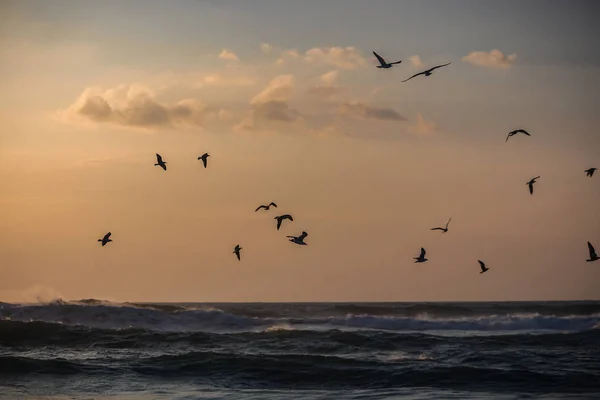 Flock Fiskmåsar Flyger Över Havet Sintra Portugal — Stockfoto